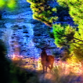 cerf dans la forêt de la coubre