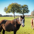 chevaux à cozes