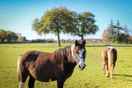 chevaux à cozes