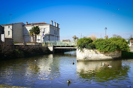 saujon en eaux douces