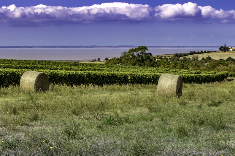 vignes et champs de gironde